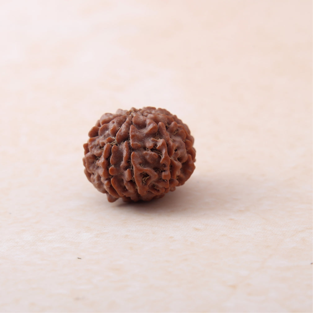Siddh 9 Mukhi Rudraksha